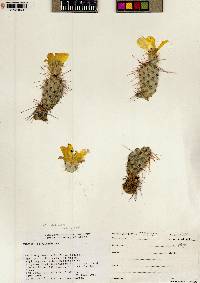 Opuntia polyacantha image