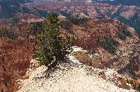 Image of Pinus longaeva