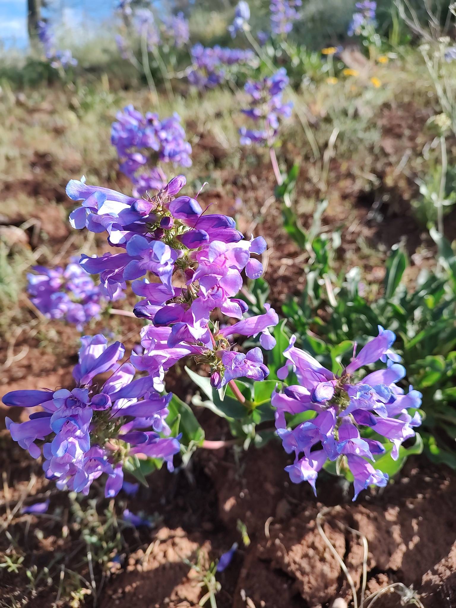 Penstemon pennellianus image