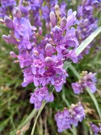Penstemon venustus image