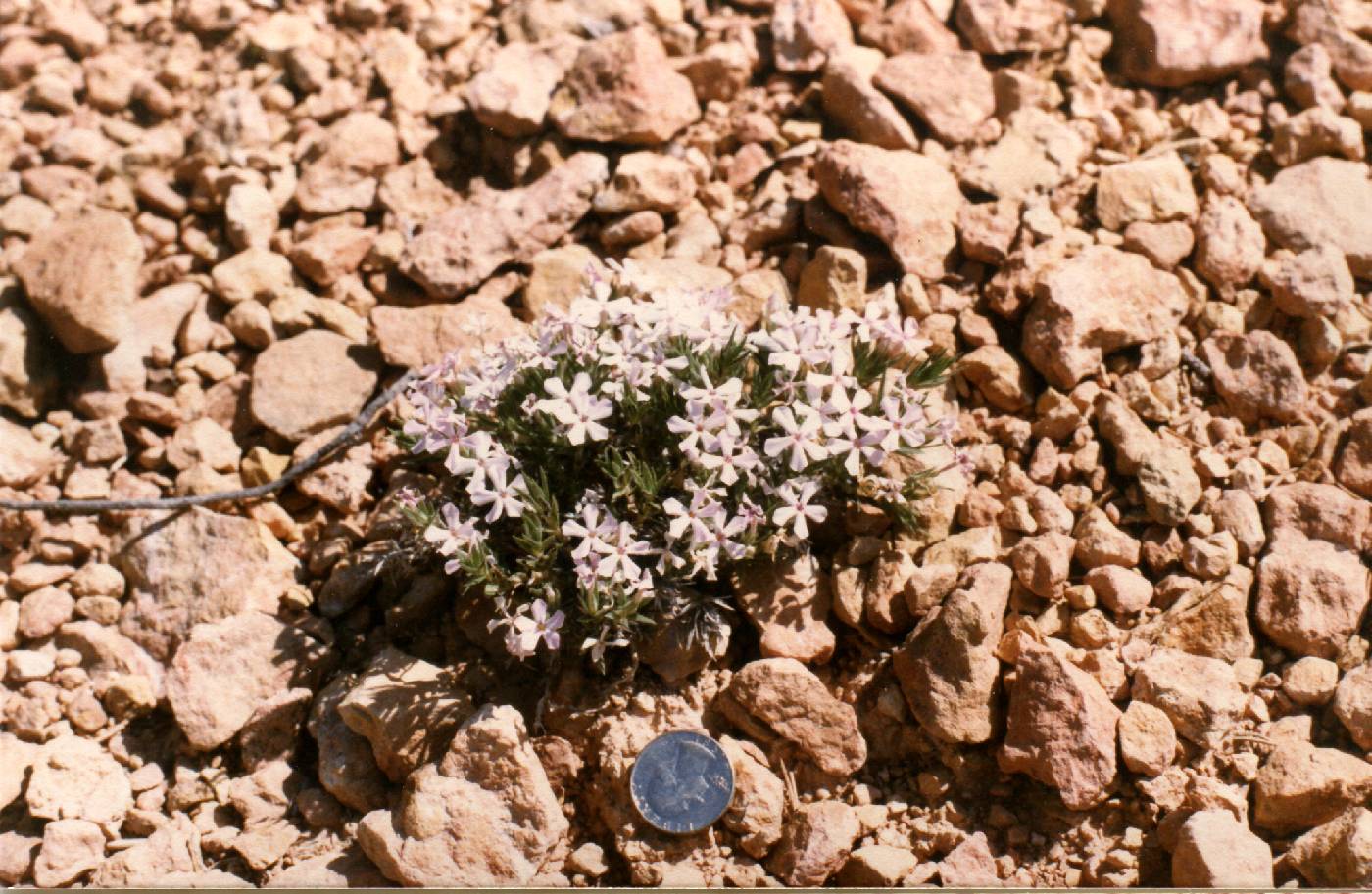 Phlox gladiformis image