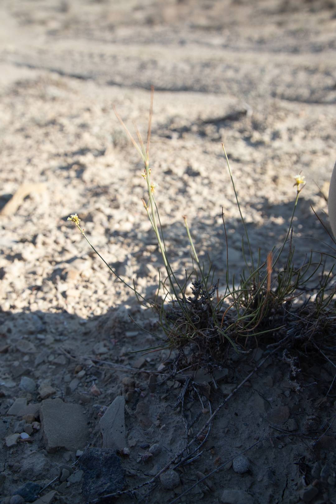 Eriogonum mitophyllum image