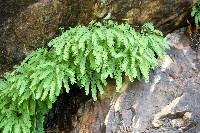 Adiantum aleuticum image