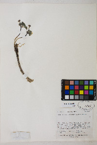 Cymopterus goodrichii image