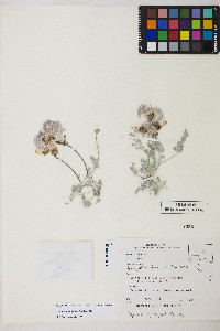 Astragalus funereus image