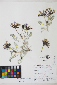 Astragalus funereus image