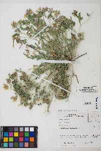 Astragalus iodanthus image