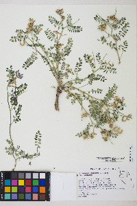 Astragalus iodanthus image