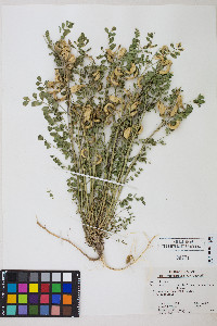 Astragalus iodanthus var. iodanthus image