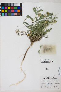 Astragalus iodanthus var. iodanthus image