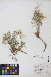 Astragalus iodanthus image