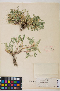 Astragalus iodanthus image