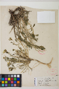 Astragalus iodanthus image