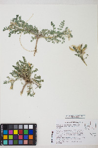 Astragalus iodanthus image