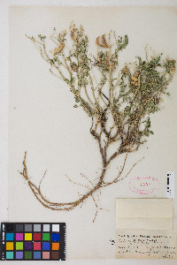 Astragalus iodanthus var. iodanthus image