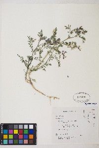 Astragalus iodanthus image