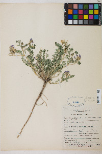 Astragalus iodanthus image