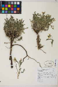 Astragalus iodanthus var. diaphanoides image