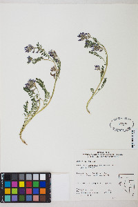 Astragalus iodanthus var. iodanthus image