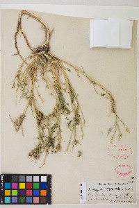 Astragalus iodanthus image