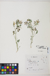 Astragalus iodanthus image