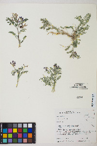 Astragalus iodanthus var. iodanthus image