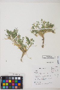 Astragalus iodanthus image