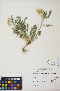 Astragalus iodanthus var. iodanthus image