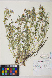 Astragalus iodanthus var. iodanthus image