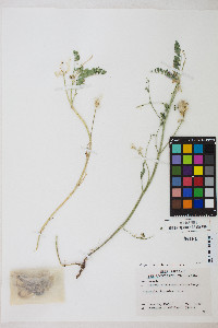 Astragalus iodanthus var. iodanthus image