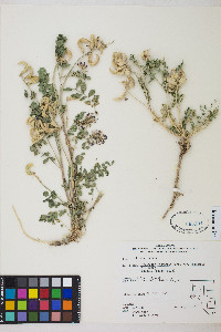 Astragalus iodanthus var. iodanthus image