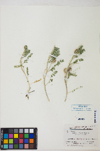 Astragalus iodanthus var. iodanthus image