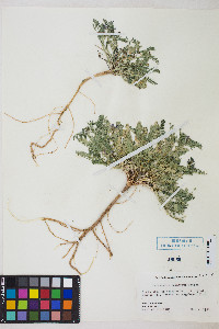 Astragalus iodanthus var. iodanthus image