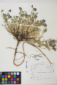 Astragalus iodanthus var. iodanthus image