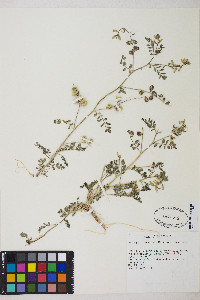 Astragalus iodanthus var. iodanthus image