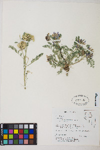 Astragalus iodanthus image