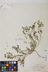 Astragalus iodanthus var. iodanthus image