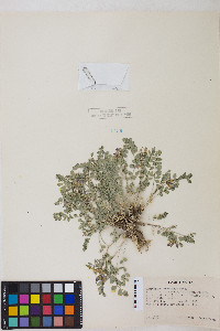 Astragalus iodanthus var. iodanthus image