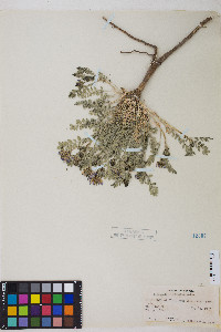 Astragalus iodanthus var. iodanthus image