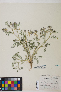 Astragalus iodanthus image