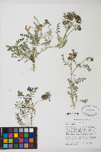 Astragalus iodanthus image