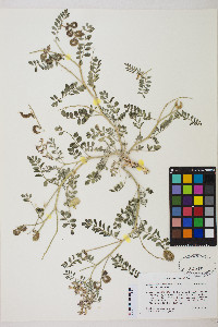 Astragalus iodanthus image