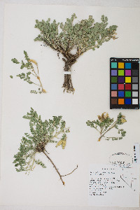 Astragalus iodanthus var. iodanthus image