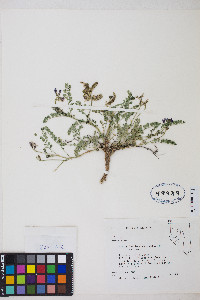 Astragalus iodanthus var. iodanthus image