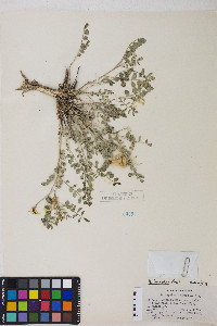 Astragalus iodanthus image