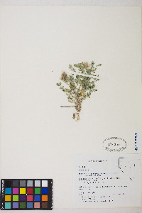 Astragalus iodanthus image