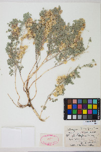 Astragalus pulsiferae var. pulsiferae image