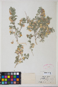 Astragalus pulsiferae var. pulsiferae image