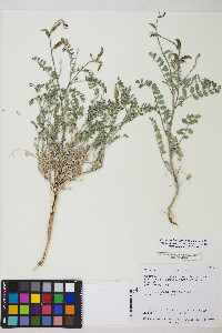 Astragalus mokiacensis image