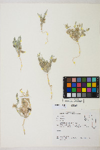 Astragalus geyeri image